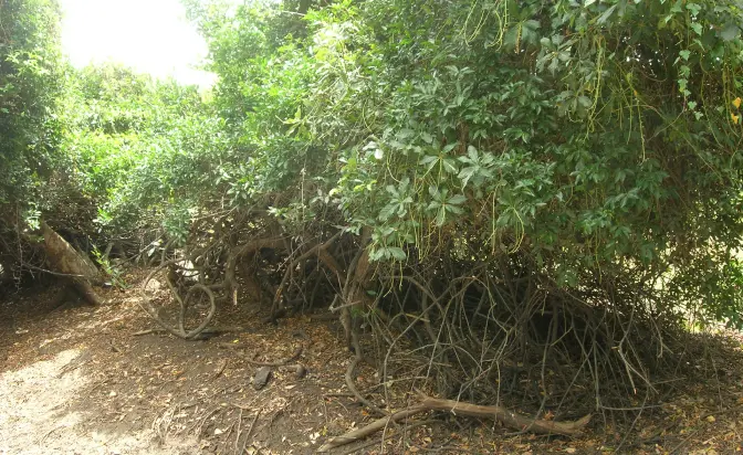 森林の中の植物画像